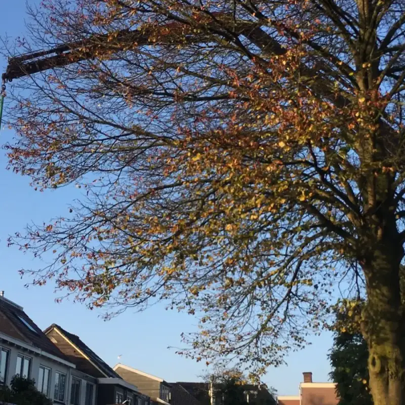 Uitbouw met houtskeletbouw en sedum dak in Assendorp – foto 1